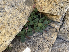 Heuchera hirsutissima