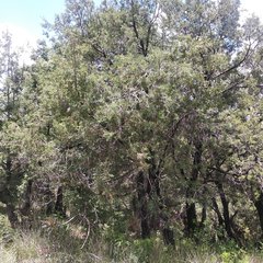 Juniperus deppeana deppeana