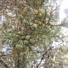 Juniperus deppeana deppeana