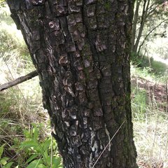 Juniperus deppeana deppeana