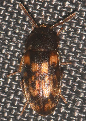 Mycetophagus pluripunctatus