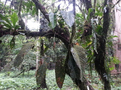 Anthurium talamancae