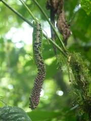 Anthurium talamancae