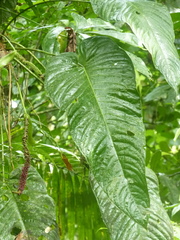 Anthurium talamancae