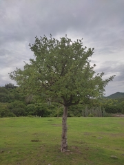 Bursera linanoe