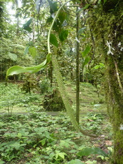 Anthurium talamancae