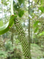Anthurium talamancae