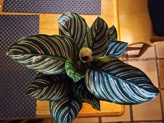 Goeppertia sanderiana