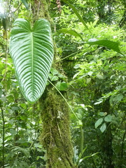 Anthurium talamancae