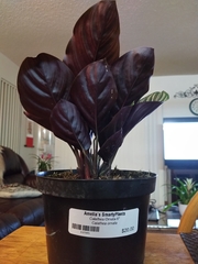 Goeppertia sanderiana