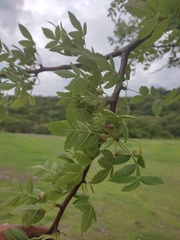 Bursera linanoe