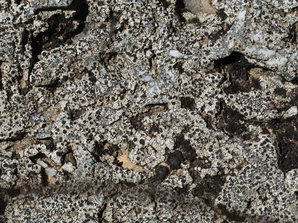 Rinodina moziana