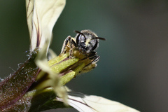 Halictus confusus