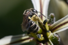 Halictus confusus