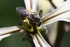 Halictus confusus