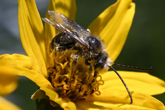 Melissodes microstictus