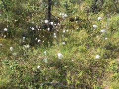 Eriophorum vaginatum vaginatum
