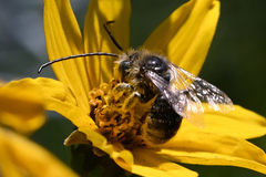 Melissodes microstictus