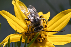 Melissodes microstictus