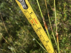 Eriophorum vaginatum vaginatum