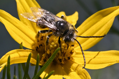 Melissodes microstictus