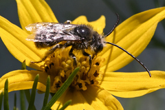 Melissodes microstictus