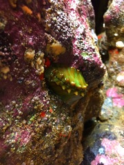 Cryptoconchus porosus