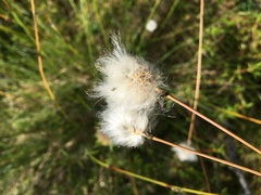 Eriophorum vaginatum vaginatum
