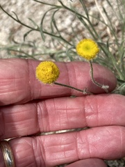 Erigeron aphanactis