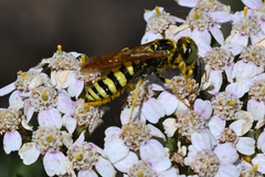 Philanthus crabroniformis