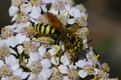 Philanthus crabroniformis