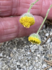 Erigeron aphanactis
