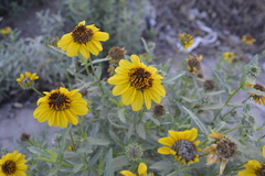 Helianthus laciniatus