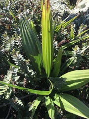 Trachycarpus fortunei