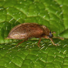 Byturus unicolor
