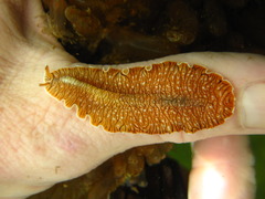 Prostheceraeus crozieri