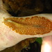 Tiger Flatworm - Photo (c) Kent Miller, some rights reserved (CC BY-ND), uploaded by Kent Miller