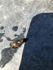 Semisulcospiridae