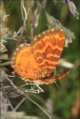 Chrysolarentia chrysocyma