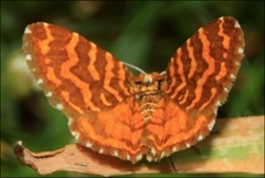 Chrysolarentia chrysocyma