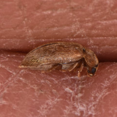 Byturus unicolor