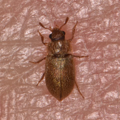Byturus unicolor