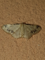 Idaea trigeminata