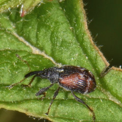 Anthonomus signatus