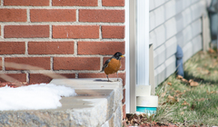 Turdus migratorius