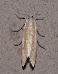Schoenobiinae