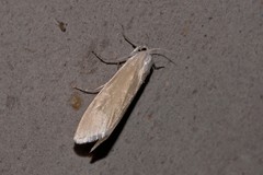 Schoenobiinae