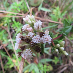 Chromolaena bullata