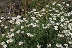 Brachyscome diversifolia