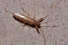 Pachygrontha austrina